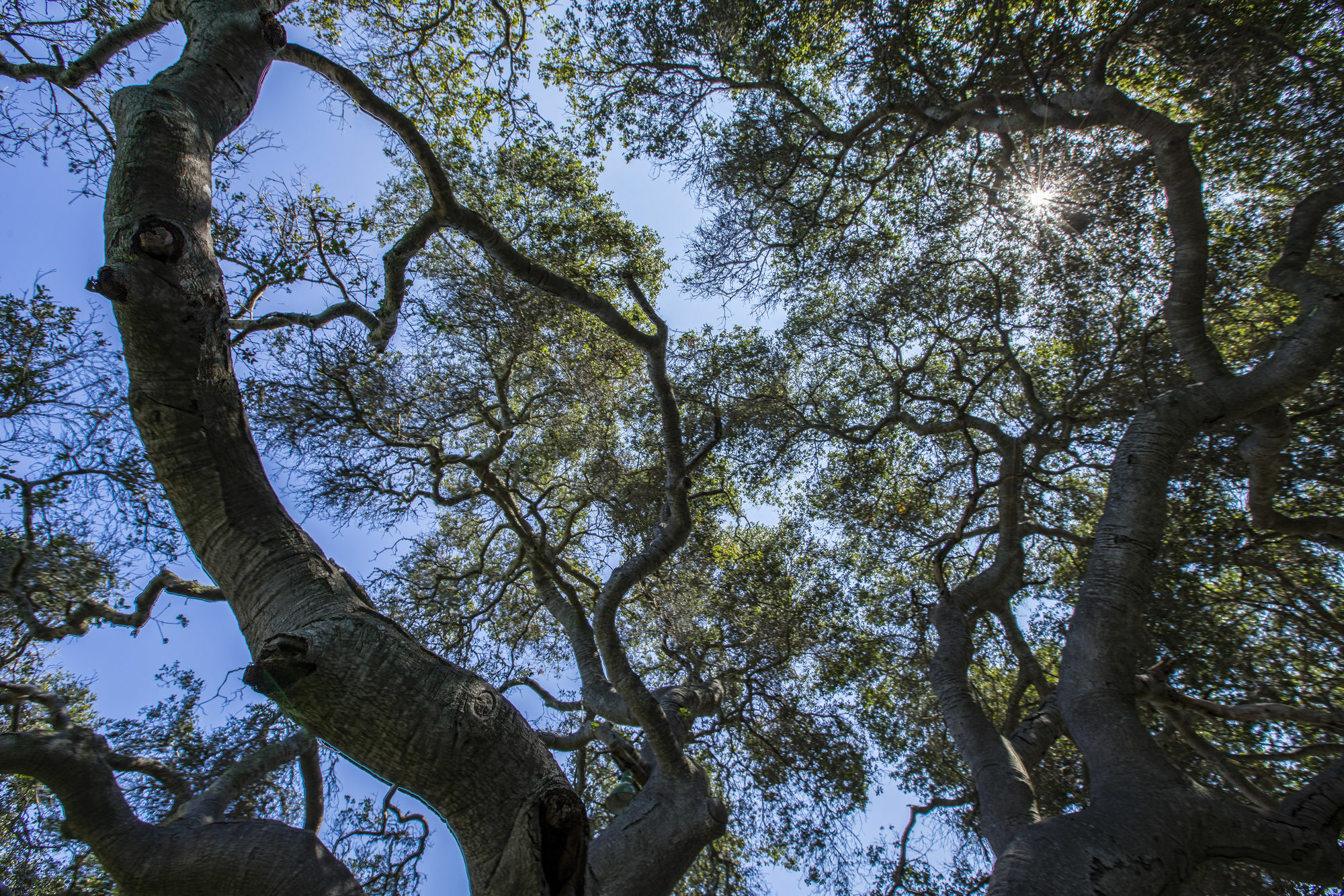 The Blue Sky Lodge Carmel Valley Luaran gambar